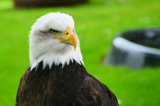warwick-castle-bald-eagle-6