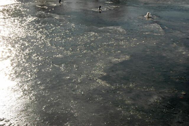 Ice on the pond (1)