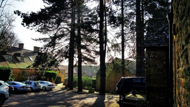 Charingworth pines