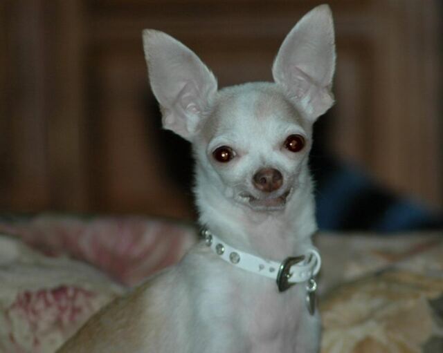 nina-and-her-fancy-collar