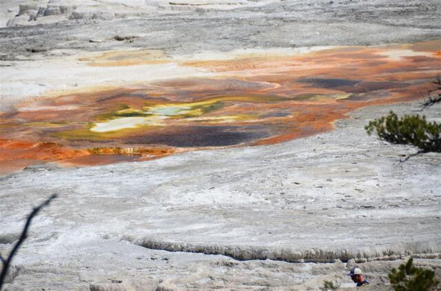 Mammoth Hot Springs Terrace (1)