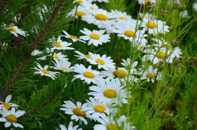 Rustic Inn - flowers (2)