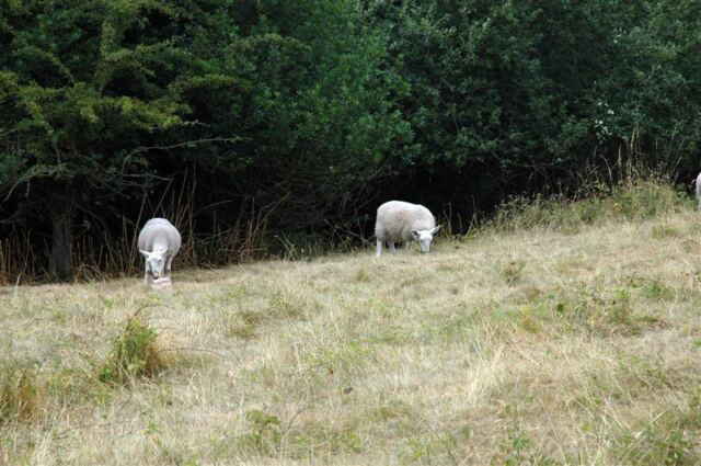 Sheep!
