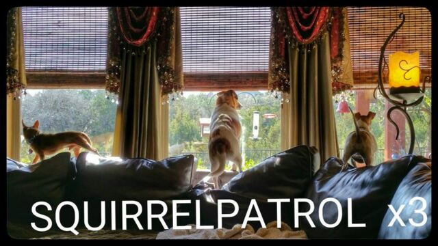 Squirrel-Patrol