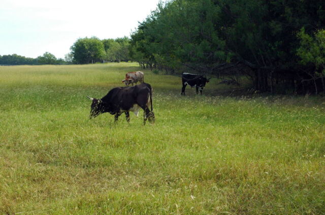 pasture-moo
