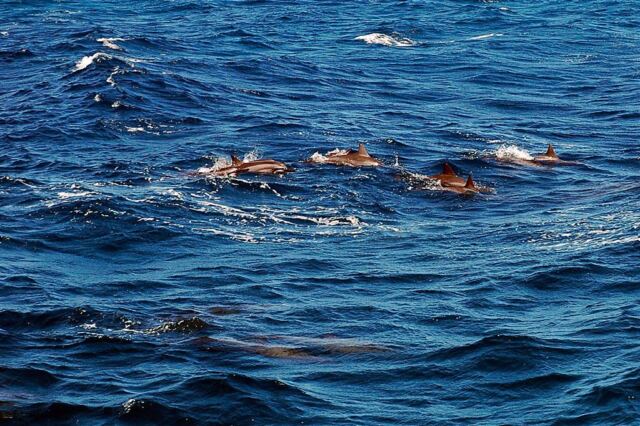 Dolphins (3)