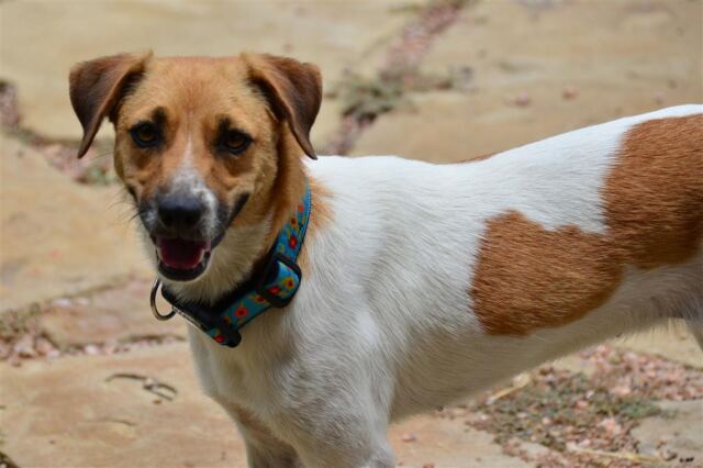 smiling-pippa