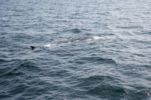 Cape Cod fin whales 12