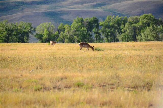 Deer in National Elk Preserve (3)
