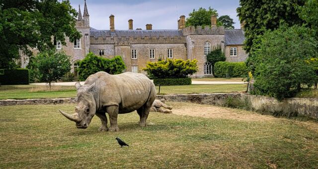 Cotswold Wildlife Park - rhinos (7)