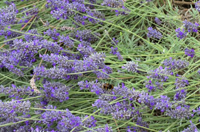 Cotswold Wildlife Park - flowers (4)