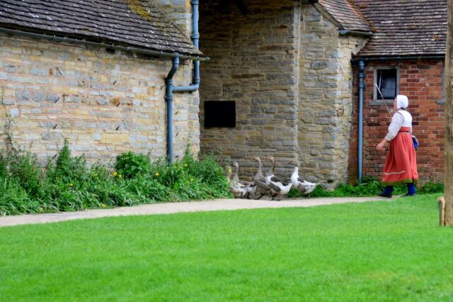 marching-the-geese-to-bed-mary-arden-s-farm