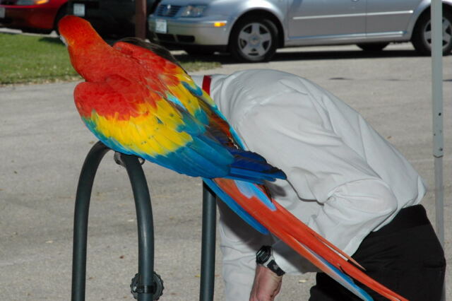 Parrot 2