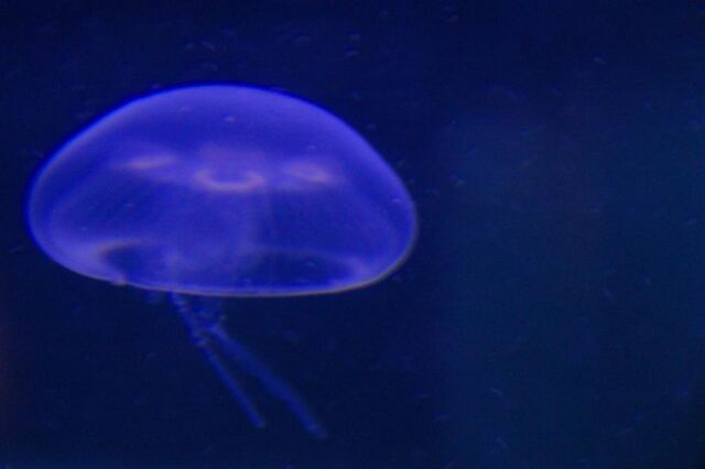 Blue jellyfish (1)