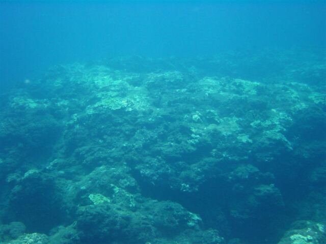 More rocks and coral