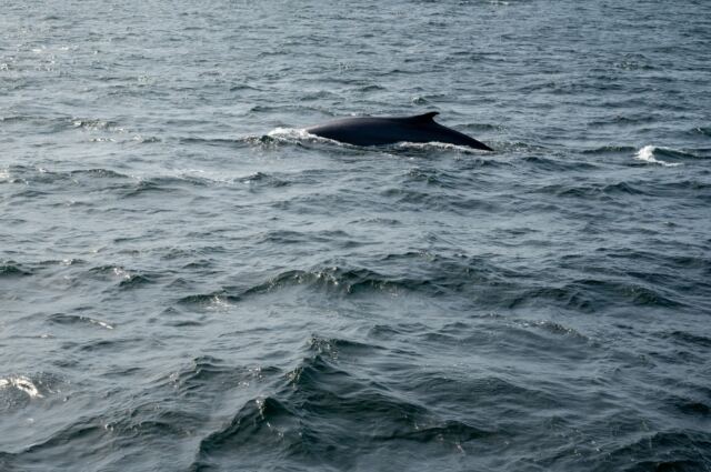 Cape Cod fin whales 15