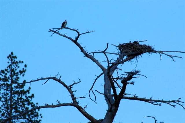 Ospreys taking over Eagles' nest