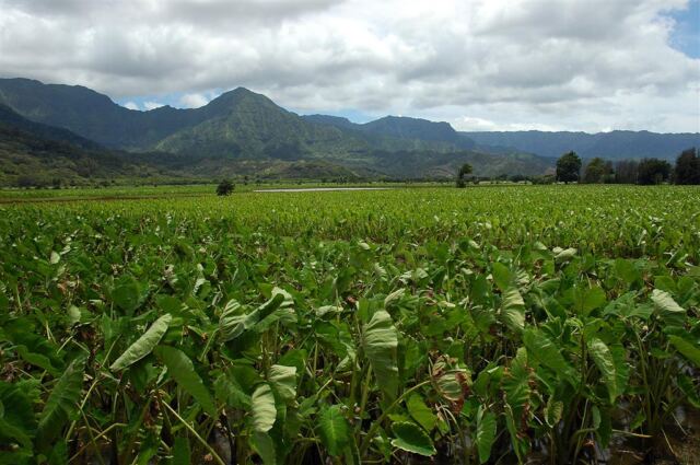 Taro fields in Hanalei Valley (3)