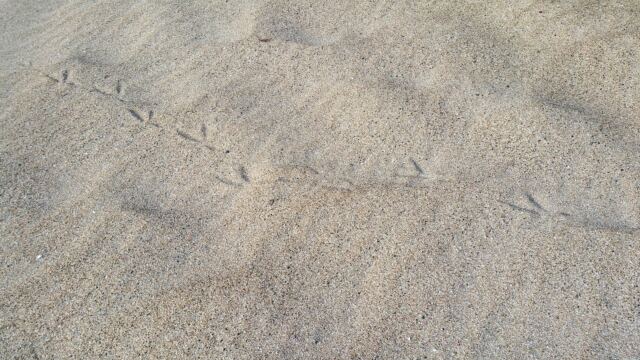 Footprints in the sand
