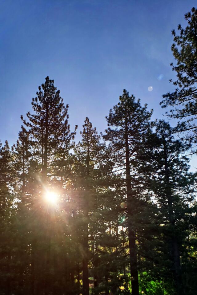 Sunrise through the pines 02