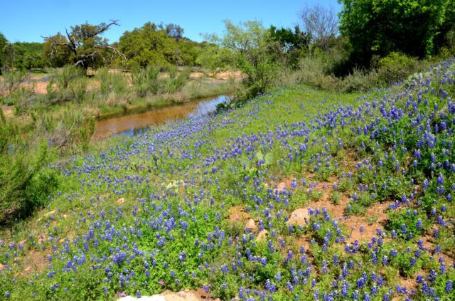 Willow Loop stream bluebonnets 1