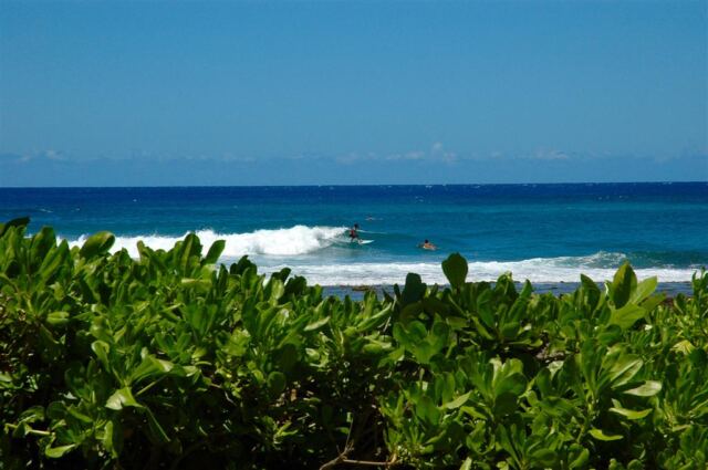 Surf's up!