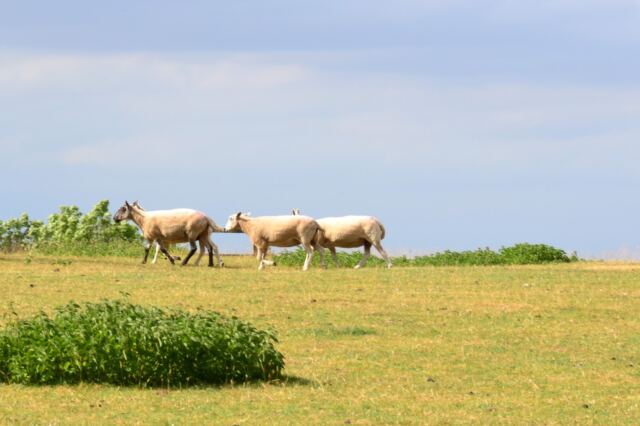 Dover's Hill sheep buddies (03)