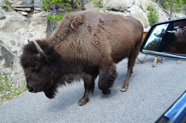 Bison Encounter (9)