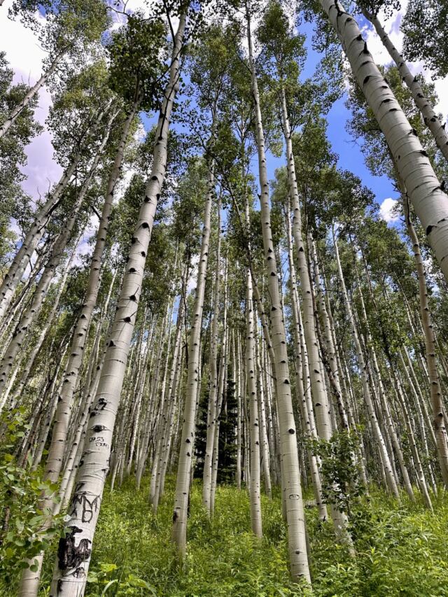 Aspens 5