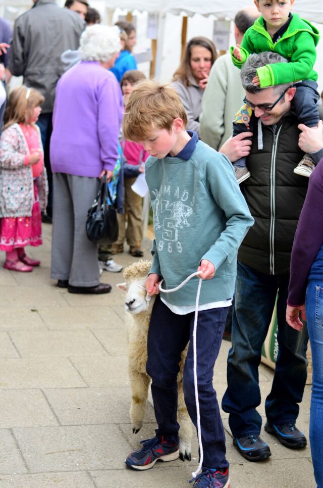 Just walkin' my sheep down the street (3)