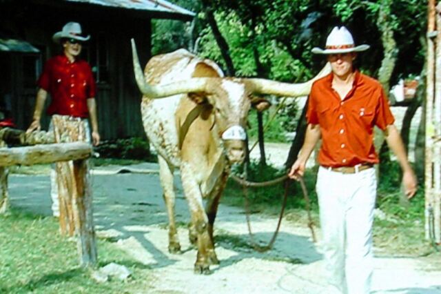 Bevo heads for the stadium