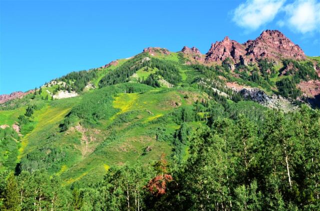 Yellow wildflowers carpet the mountainside