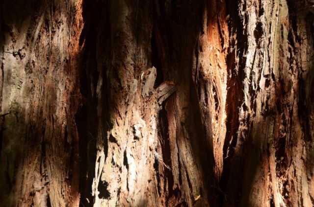 Boeger Winery trees 02