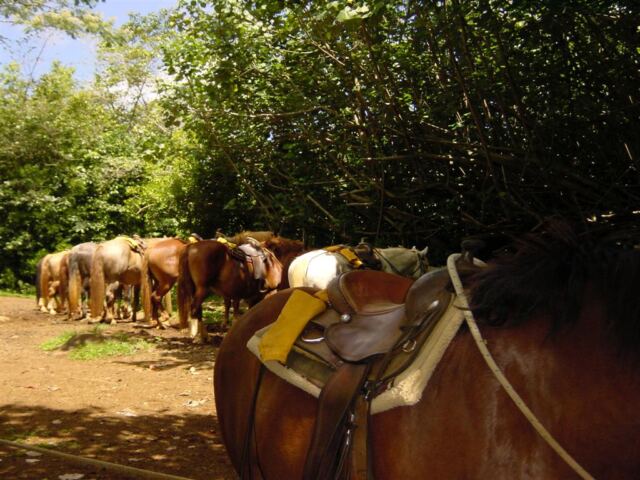 Resting horses