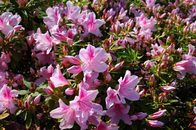 Jackson Square flowers (1)