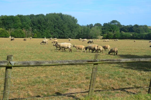 Mutton on the move