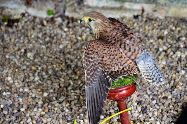 kestrel-at-mary-arden-s-farm-1