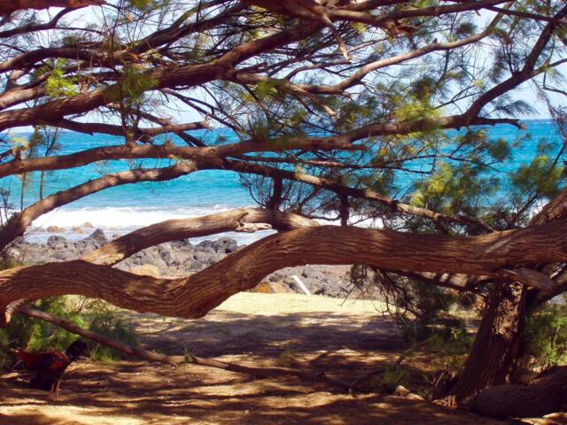 PO - Low branches at the beach