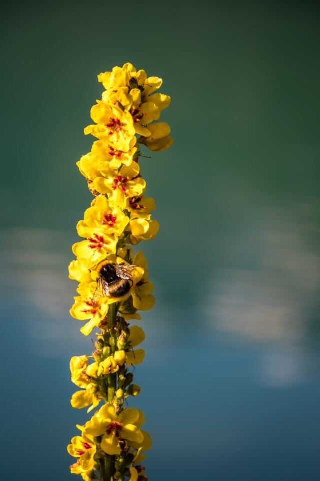 Norwegian bumblebee