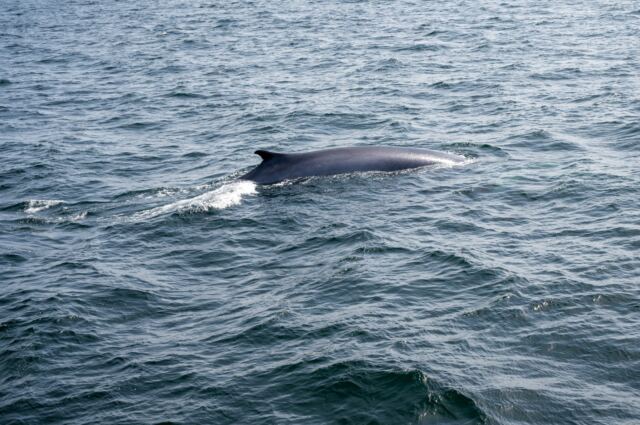 Cape Cod fin whales 13
