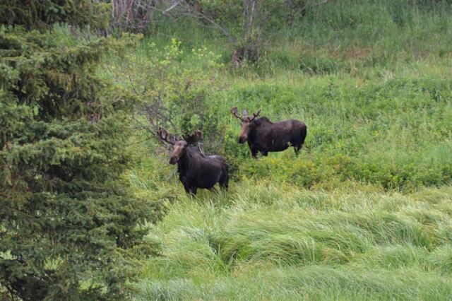 Moose (19)