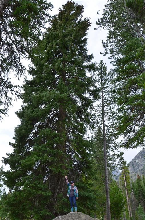 Kathy and TALL tree!