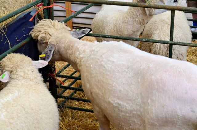 Shipston Wool Fair - sheep (1)