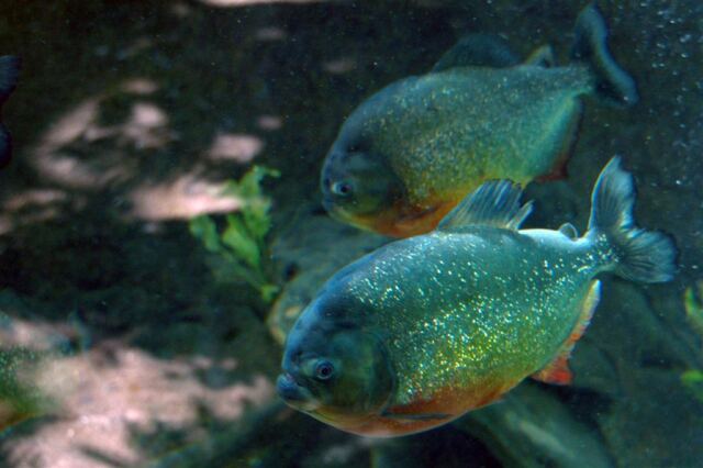 Piranha!