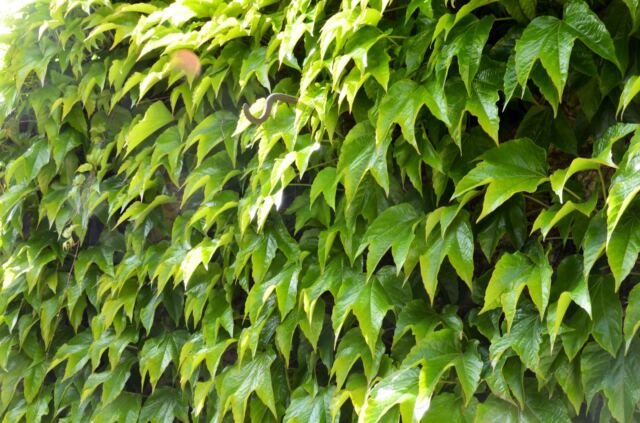 Broadway ivy