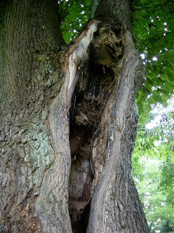 split-in-tree