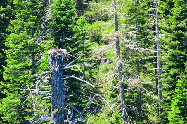 (blurry) Bald Eagle nest