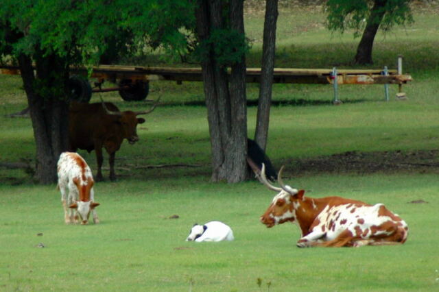 longhorns-in-the-cove-3-