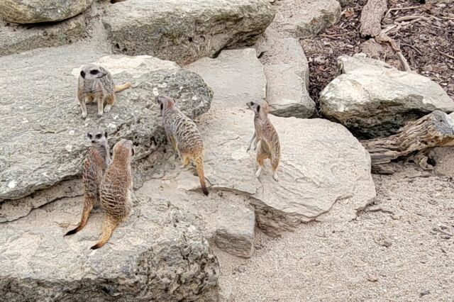 Cotswold Wildlife Park - meerkats (2)