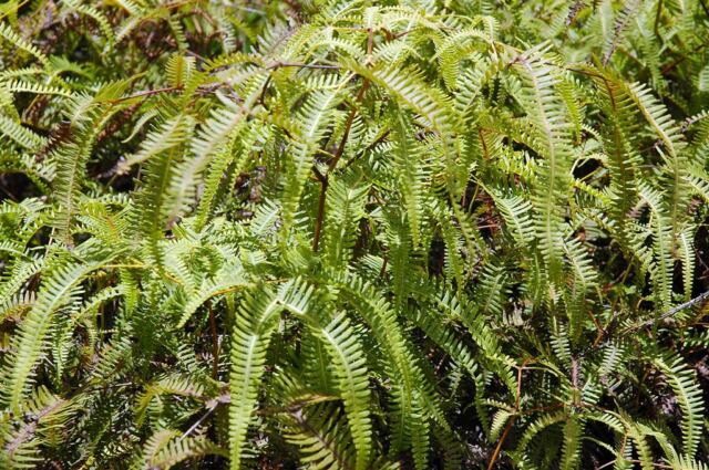 Ferns everywhere!